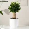 Домашний фикус бенджамина в стильном кашпо