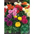 Луковицы цветов , Клумба , Луковицы Ранункулюс MIX ( 10 шт )