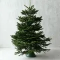 Датская елка Йолка, Пихта Нордмана 100-125 см, срезанная