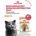 Влажный корм для кошек Royal Canin British Shorthair Adult, для взрослых кошек породы британская короткошерстная, 24 шт. х 85 г (кусочки в соусе)