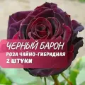 Роза чайно-гибридная Черный Барон, 2 шт, многолетник, высота 50см