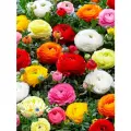 Луковицы цветов, купи цветы, Ранункулюс MIX сортов (10 луковиц)