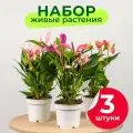 Растения для дома Антуриум Лили, Зизу, Ливиум в горшках d12 см