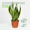 Сансевиерия Футура Суперба высота 25-35 см в технологическом горшке d12 см