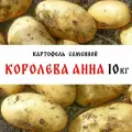 Семенной картофель сорта Королева Анна 10кг, клубни, 1я репродукция