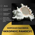 Ракушка морская Чихориус Рамосус, 25 см