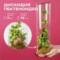 Флорариум Дисхидия в улитке высота 38см в стеклянной колбе