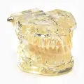 Анатомическая модель Макет челюсти, 9×6×7 см