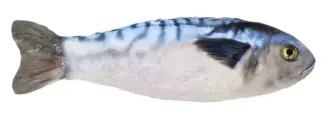 Игрушка Рыба скумбрия 31 см