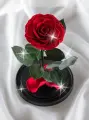 Роза в колбе TheRoseDome, стабилизированная, красная, 23x15 см