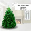 Пихта живая Фразера Premium, живая новогодняя елка 125-150см