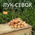 Лук севок Стурон 1 кг. Урожай 2023