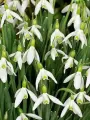 Подснежник Галантус - Galanthus (луковицы для посадки 10 шт) / луковицы, делёнки многолетних растений / для дачи, сада, дома и балкона/