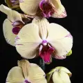 Орхидея Фаленопсис Беатриса 2 ст