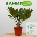Замия фурфурацеа высота 30см в горшке d12см