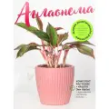 Аглаонема Крит высота 30-35 см, в кашпо Эви VipSet 1,5л, d14 см цвет пудра