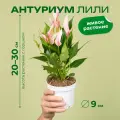 Антуриум Лили лучевидный высота 30 см в технологическом горшке d9 см
