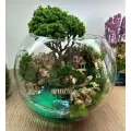 Моссариум / Бонсай / Стабилизированные растения / Подарок