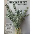 Эвкалипт стабилизированный цинерия сухоцвет для декора