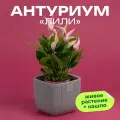 Антуриум Лили высота 30 см в кашпо Фабио 1.9л цвет серый