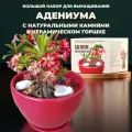 Набор для выращивания растений с камнями Адениум