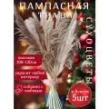 Сухоцветы LampasPampas, 5шт/уп, бежевые, коричневые