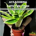 Аглаонема Липстик Грин (Aglaonema Lipstick Green) D12см