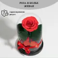 Стабилизированные цветы в стекле, Роза в колбе живая Bella красная, GIFT4YOU