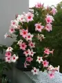 Дипладения ( мандевилла) цветущая Рио Дип Микс 20*10