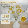 Краспедия сухоцветы для декора в вазу Trava Décor