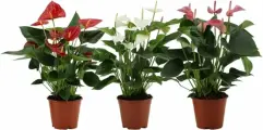 Растение Антуриум, декоративно-цветущее, высота 25см, диаметр горшка 9см