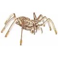 EWA Spider (Паук)