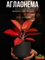 Аглаонема Красный Циркон (Aglaonema Red Zirkon) D6см, домашний цветок