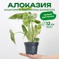 Алоказия макрориза камуфляж вариегатная сплэш высота 35см в горшке 12 см