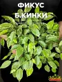 Фикус Бенджамина Кинки (Ficus Benjamina Kinky) D12см, домашнее растение