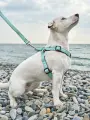 Шлейка для собак Japan Premium Pet с функцией распределения нагрузки при рывке собаки, цвет бирюзовый, размер М