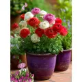 Луковицы цветов, сhipollino flowers, ранункулюс RED AND WHITE MIX (10 луковиц)