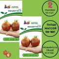 Семена томата Агрофирма Партнёр Вендетта F1, однолетние, 2 упаковки