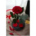 Стабилизированные цветы в стекле, Роза в колбе живая Premium красная , GIFT4YOU