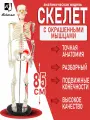 Анатомическая модель скелет человека с мышцами на подставке, высота 85 см.
