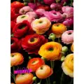 Луковицы цветов , WOW FLOWERS , Лютик Садовый ( Ранункулюс ) Микс 10 шт