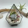 Флорариум с суккулентами Бархатная нежность Капля 11х17см