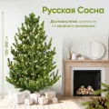 Русская сосна, 125-150 см, Живая новогодняя ёлка