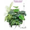 Монстера с пальмой в кашпо, декор для дома, балкона, офиса от ФитоПарк