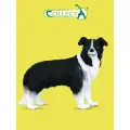 Фигурка животного Collecta, Собака Бордер-колли