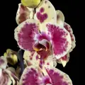 Орхидея Фаленопсис Экзотик пунш 2ст