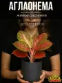 Аглаонема Ред Балун (Aglaonema Red Balloon) D12см, комнатное растение