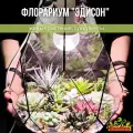 Флорариум с лампой Эдисон (с суккулентами)