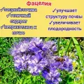 Фацелия медоносная семена 1 кг сидират для сада/ пасеки