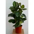 Фикус Эластик Робуста (D-27 H-100/110)